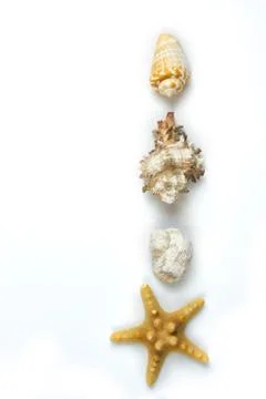 Isolated seashell on a white background Stock Photos