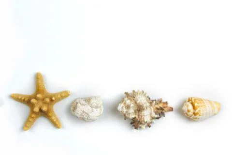 Isolated seashell on a white background Stock Photos