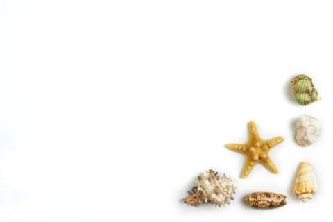 Isolated seashell on a white background Stock Photos