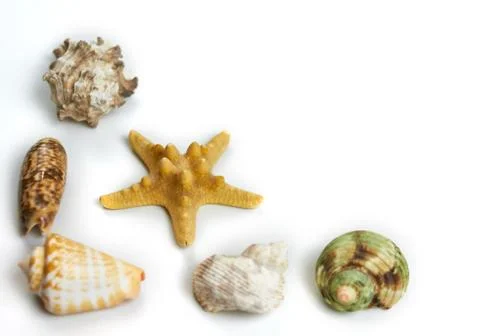 Isolated seashell on a white background Stock Photos