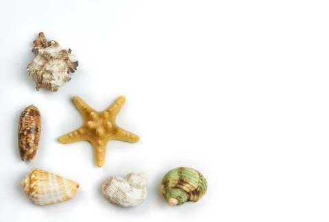 Isolated seashell on a white background Stock Photos