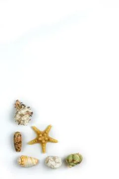 Isolated seashell on a white background Stock Photos