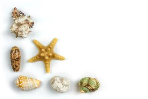 Isolated seashell on a white background Stock Photos