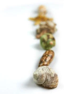 Isolated seashell on a white background Stock Photos