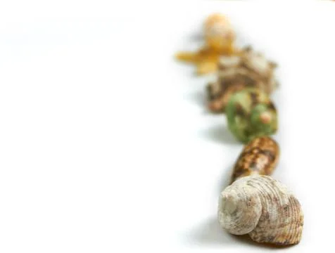 Isolated seashell on a white background Stock Photos