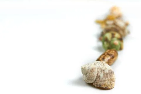 Isolated seashell on a white background Stock Photos