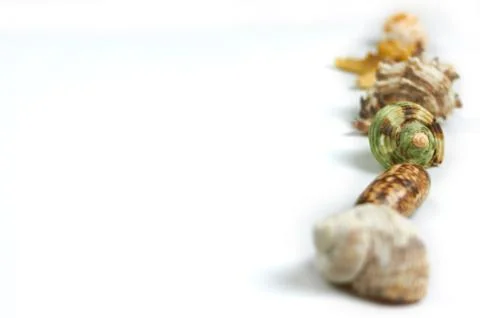 Isolated seashell on a white background Stock Photos