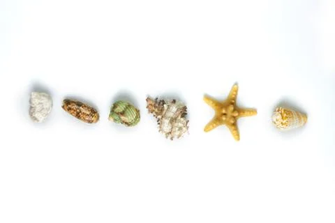 Isolated seashell on a white background Stock Photos