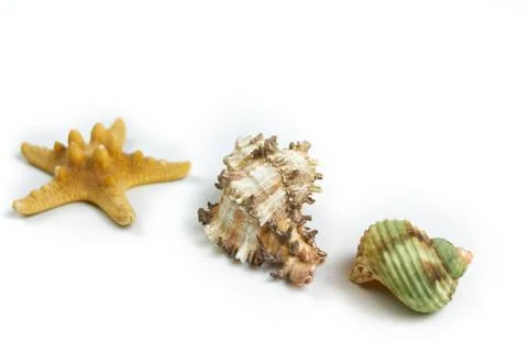 Isolated seashell on a white background Stock Photos