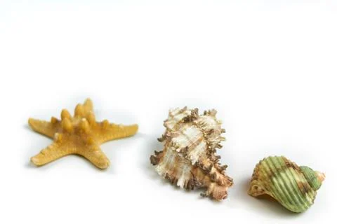 Isolated seashell on a white background Stock Photos