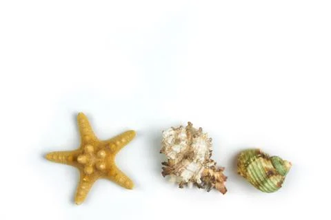 Isolated seashell on a white background Stock Photos