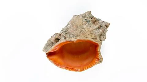 Isolated seashell on white background - top view Foto stock