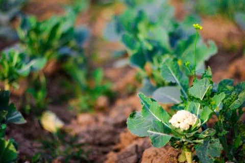 Isolated selective focus of cabbage plants planted in rows in farm with excav Stock Photos