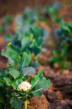 Isolated selective focus of cabbage plants planted in rows in farm with excav Stock Photos
