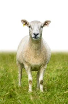 Isolated Sheep In Grass Stock Photos