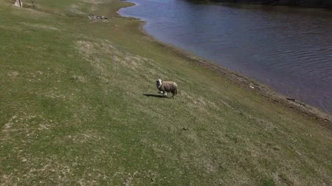 Isolated sheep on river coast drone shot Video stock 153175672