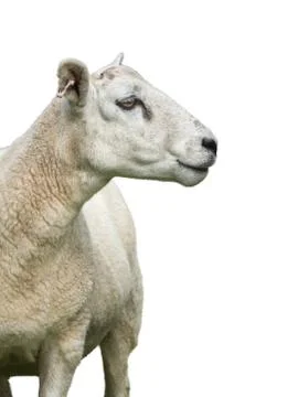 Isolated Sheep On White Stock Photos