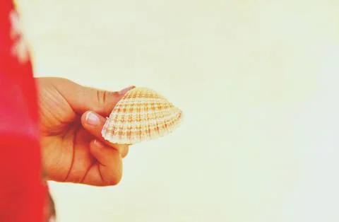 Isolated shell in a hand Фото