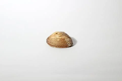 Isolated shell Foto stock