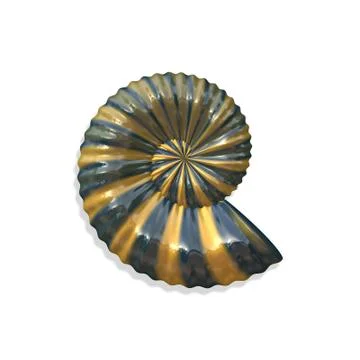 Isolated shell Stock Photos