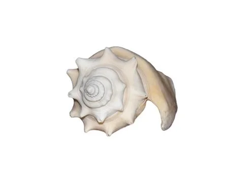 Isolated shell Foto stock