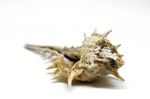 Isolated shell Stock Photos