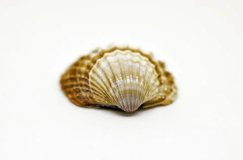 Isolated shell Stock Photos