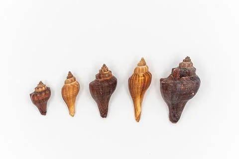 Isolated shells with white Background. Foto stock