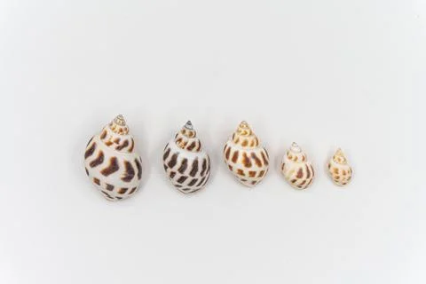 Isolated shells with white Background. Stock Photos