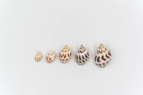 Isolated shells with white Background. Foto stock