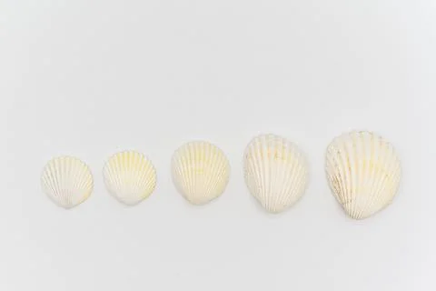 Isolated shells with white Background. Stock Photos