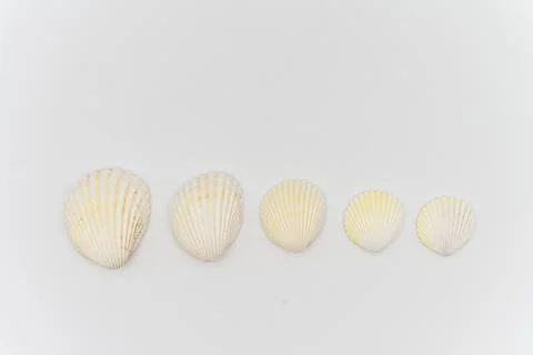 Isolated shells with white Background. Stock Photos