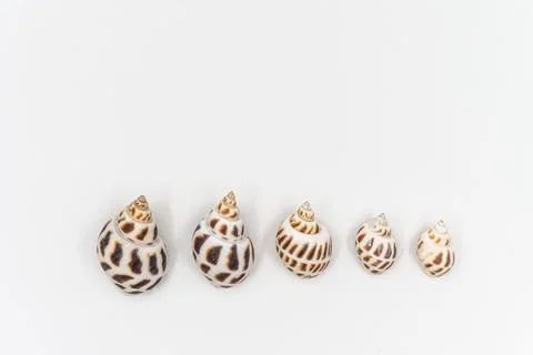 Isolated shells with white Background. Stock Photos