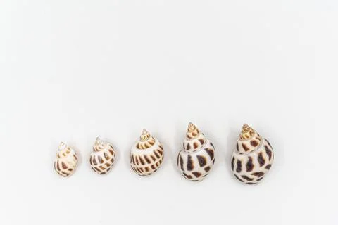 Isolated shells with white Background. Foto stock