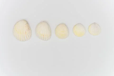 Isolated shells with white Background. Stock Photos