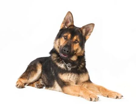 Isolated Shepherd Dog Stock Photos
