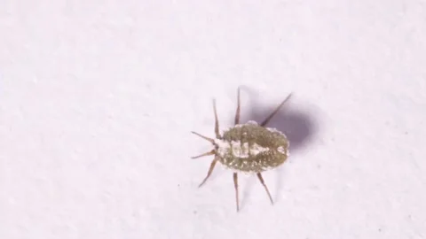 Isolated shot of an aphid on laboratory bench Stock Footage