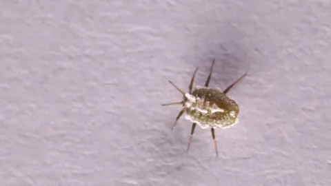 Isolated shot of an aphid on laboratory bench Stock-Footage 135690566