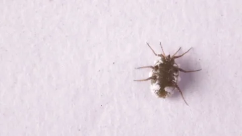 Isolated shot of an aphid on laboratory bench Stock-Footage 135690584