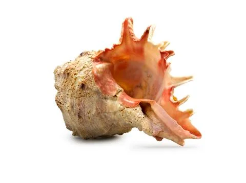 An isolated shot of a large conch shell Stock Photos