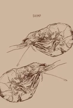 Isolated shrimp. Stock Illustration