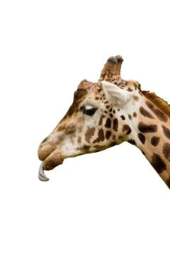 Isolated side profile of a giraffe Stock Photos