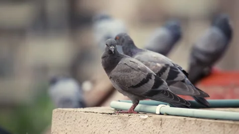 Isolated side view of a rock dove against cote of doves as blurred background. Stock Footage 133026939