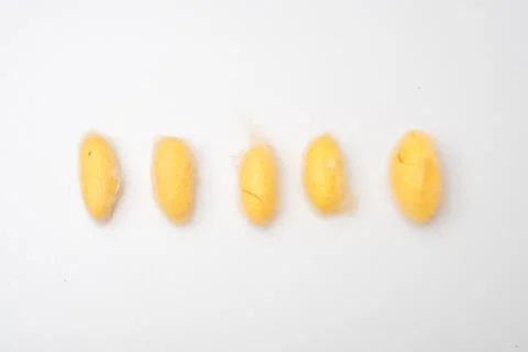 Isolated silkworm cocoon shell Stock Photos