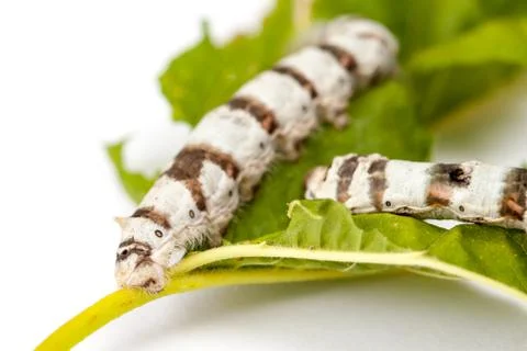 Isolated Silkworm with Leaf Stock Photos