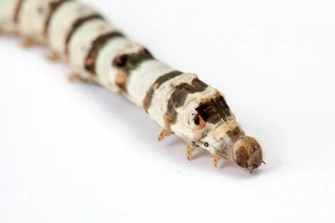 Isolated Silkworm White Background Stock Photos