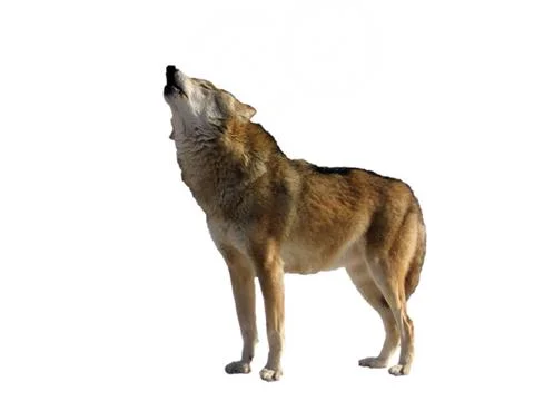 Isolated singing wolf Stock Photos
