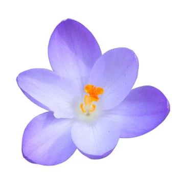 Isolated single blue crocus spring flower Stock Photos