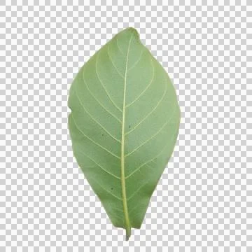 Isolated single large green leaf detailed yellow veins white background 写真素材