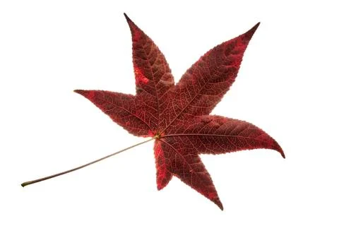 Isolated single red liquidambar tree leaf Stock Photos